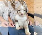 Small Photo #3 F2 Aussiedoodle Puppy For Sale in BERLIN, NJ, USA