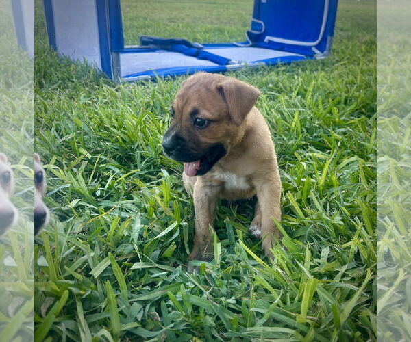 Medium Photo #3 Boxer-Unknown Mix Puppy For Sale in Dumont, NJ, USA