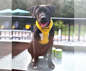 American Pit Bull Terrier-Unknown Mix Dogs for adoption in St. Louis Park, MN, USA