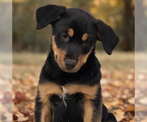 Medium Photo #1 Mutt Puppy For Sale in San Diego, CA, USA