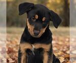 Eureka Pup - Taggart - Male Mutt Dog for Adoption - Small photo