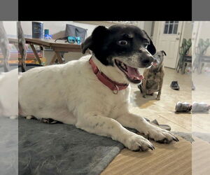 Bullet - Male Dorgi Dog for Adoption - Photo #5