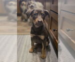 Small #3 Doberman Pinscher Mix