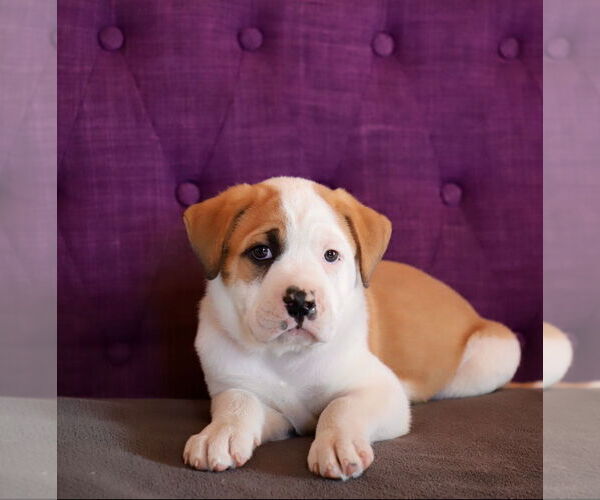 Medium Photo #1 Bulloxer Puppy For Sale in Rockaway, NJ, USA