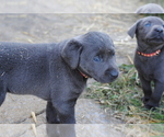 Small Photo #6 Labrador Retriever Puppy For Sale in EDINBURG, VA, USA