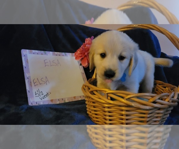 Medium Photo #12 Golden Retriever Puppy For Sale in VOORHEES, NJ, USA