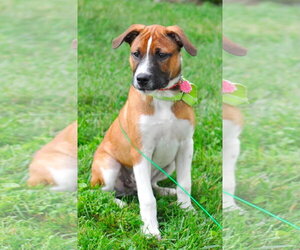 Boxer-Unknown Mix Dogs for adoption in MECHANICSBURG, PA, USA