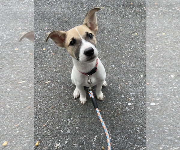 Medium Photo #2 Mutt Puppy For Sale in Derwood, MD, USA