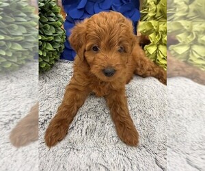 Double Doodle Puppy for sale in LAGRANGE, GA, USA