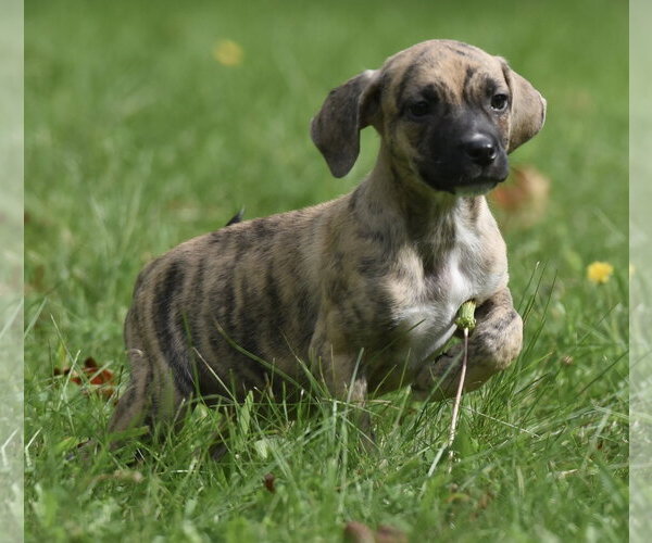 Medium Photo #8 Boxer-Unknown Mix Puppy For Sale in Mechanicsburg, PA, USA