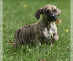 Small #7 Boxer Mix