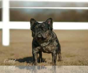 Father of the French Bulldog puppies born on 05/15/2026