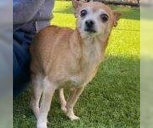 Chihuahua-Unknown Mix Dogs for adoption in Spring Lake, NC, USA