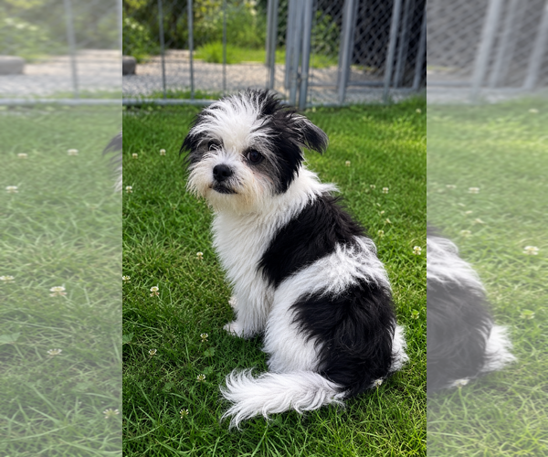 Medium Photo #2 Shih Tzu-Unknown Mix Puppy For Sale in Thomasville, NC, USA
