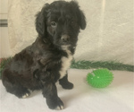 Small Photo #1 Aussiedoodle Miniature  Puppy For Sale in GOSHEN, IN, USA