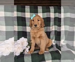 Small Photo #2 Golden Retriever Puppy For Sale in KIRKWOOD, PA, USA