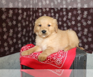 Golden Retriever Puppy for sale in SHILOH, OH, USA
