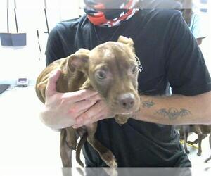Labrador Retriever-Unknown Mix Dogs for adoption in Pasadena, TX, USA