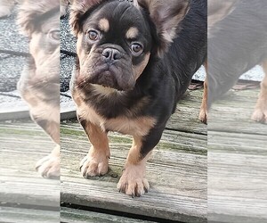 French Bulldog Puppy for sale in AKRON, OH, USA