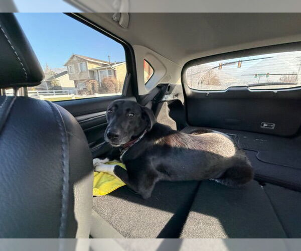 Medium Photo #2 Labrador Retriever-Unknown Mix Puppy For Sale in Sandy, UT, USA