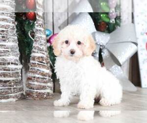 Zuchon Puppy for sale in MOUNT VERNON, OH, USA