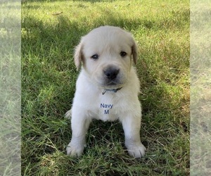 Golden Labrador Puppy for sale in MONMOUTH, OR, USA