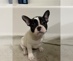 Small Photo #5 French Bulldog Puppy For Sale in HUNTINGTON BEACH, CA, USA