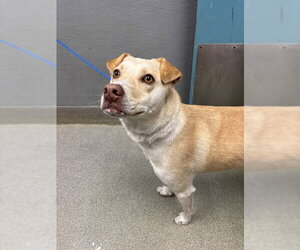 Golden Retriever-Unknown Mix Dogs for adoption in Las Vegas, NV, USA