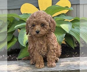 Cavapoo (Miniature) Puppy for sale in PARADISE, PA, USA