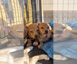 Nico&Toby - Male Chihuahua-Unknown Mix Dog for Adoption - Small photo