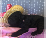 Small Photo #2 Poodle (Standard) Puppy For Sale in SIMPSONVILLE, SC, USA