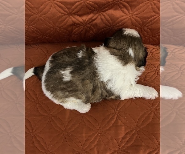 Medium Photo #10 Shih Tzu Puppy For Sale in DOWNEY, CA, USA