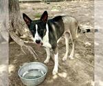 Small #1 Mutt