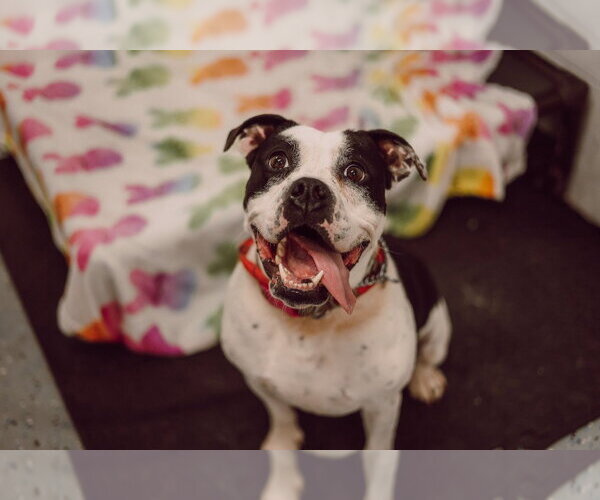 Medium Photo #7 American Bulldog-Unknown Mix Puppy For Sale in Pierceton , IN, USA