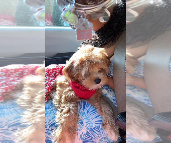 Medium Photo #10 Cock-A-Poo Puppy For Sale in WHITE PLAINS, MD, USA