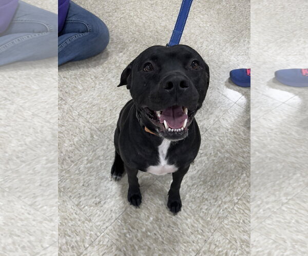 Medium Photo #5 American Staffordshire Terrier-Unknown Mix Puppy For Sale in Minneapolis, MN, USA