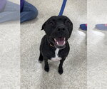 Small #4 American Staffordshire Terrier Mix
