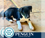 Small #2 Labrador Retriever Mix