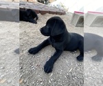 Small Photo #4 Labrador Retriever Puppy For Sale in SEFFNER, FL, USA
