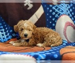 Small Photo #4 Maltese-Poodle (Toy) Mix Puppy For Sale in LEOLA, PA, USA