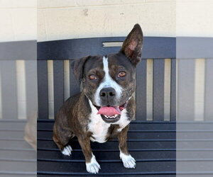 Mutt Dogs for adoption in Downey, CA, USA