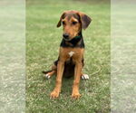 Small #4 Mutt