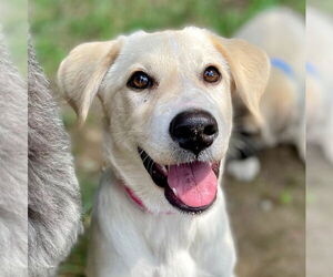 Mutt Dogs for adoption in Canton, CT, USA