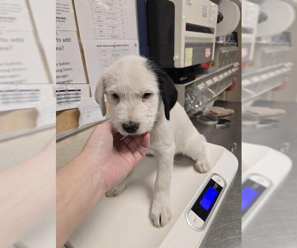 Medium Photo #1 Irish Wolfhound-Labrador Retriever Mix Puppy For Sale in Conroe, TX, USA