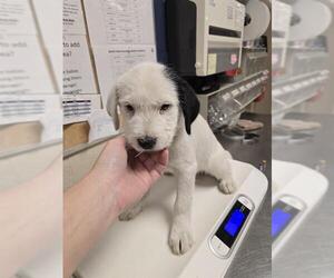 Irish Wolfhound-Labrador Retriever Mix Dogs for adoption in Conroe, TX, USA