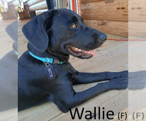 American Staffordshire Terrier-Unknown Mix Dogs for adoption in Mountain View, AR, USA