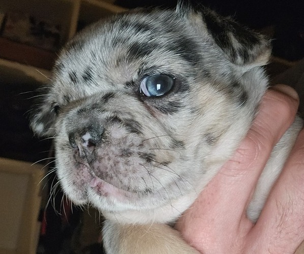 Medium Photo #16 French Bulldog Puppy For Sale in FENTON, MO, USA