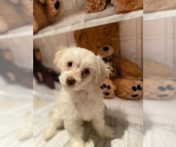 Medium Photo #1 Maltipoo (Miniature) Puppy For Sale in ACWORTH, GA, USA