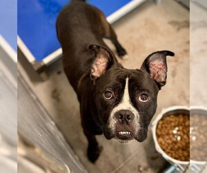 Bulldog Dogs for adoption in Tavares, FL, USA