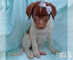 Small #1 Labrador Retriever Mix